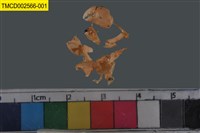 藏品(瓷蟹科)的圖片